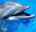 delfin11.jpg