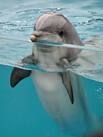 delfin4.jpg